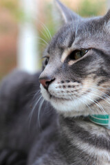 猫の横顔のアップ