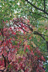 Autumn foliage on a tree. Green red yellow. Day