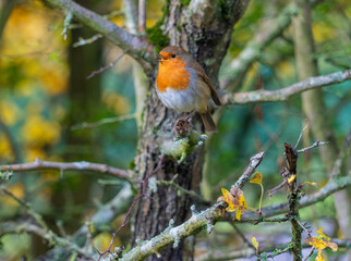 European Robin with stunning red breast singing and perched in hedgerow autumn winter christmas xmas card image