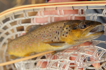 ブラウントラウト