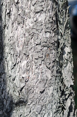 The bark is the skin of the trees, natural figures of furrows, fissures, lines, wrinkles, particular and fascinating; like human skin it bears signs of health, time and wounds. horse chestnut tree