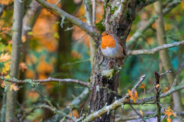 European Robin with stunning red breast singing and perched in hedgerow autumn winter christmas xmas card image