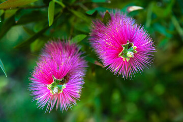 Obraz premium Close-up of pink Bottlebrush (Callistemon), in Carreg Dhu Garden, St. Mary's, Isles of Scilly, England, UK