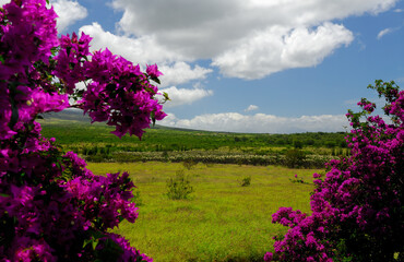 Obraz premium Plumeria orchard seen through pink bougainvillea on Molokai