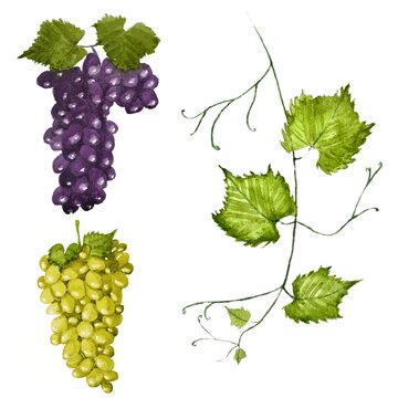 watercolor set of purple and white autumn grapes, branch with grape green leaves on a white background