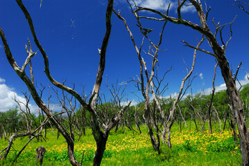 St Andrews Cross Spider and web in dead tree on blue sky