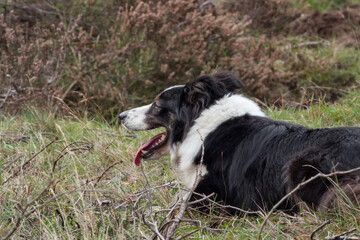 a border collie lies on the ground while herding a flock of sheep