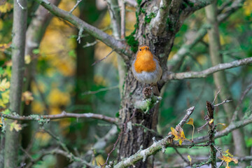 European Robin with stunning red breast singing and perched in hedgerow autumn winter christmas xmas card image