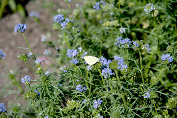 papillon du Qu&eacute;bec