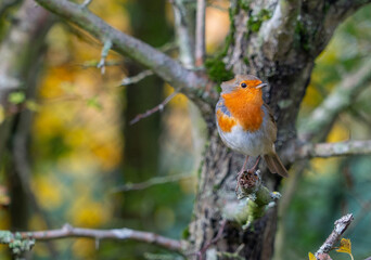 European Robin with stunning red breast singing and perched in hedgerow autumn winter christmas xmas card image