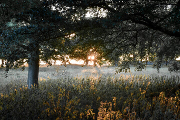 Sunset in Irish Forest