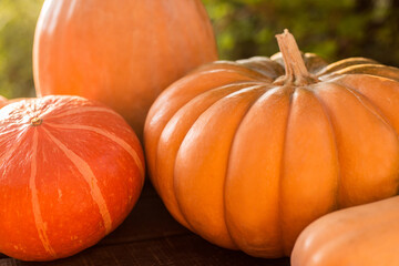 pumpkins of different shapes and colors outside, sunset light, top view, close up view