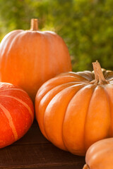 pumpkins of different shapes and colors outside, sunset light, top view, close up view