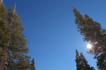 Obraz premium 針葉樹