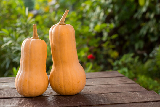 pair of cute Bottle shaped pumpkin/Butternut squash on a wooden table in the garden, copy space for text, autumn harvest outside