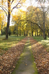 Walking path through a park in autumn. Old asphalt covered in green moss lined by a falen  leaves.