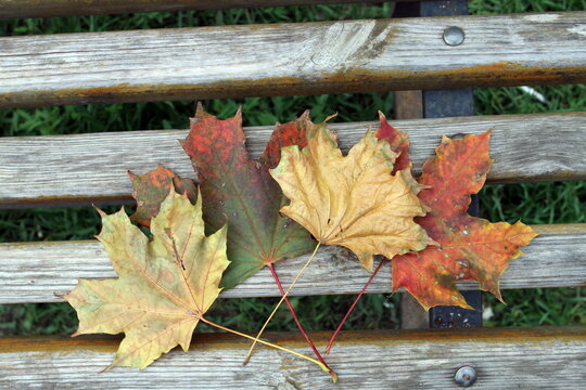multicolored fallen colored leaves of trees on the bench