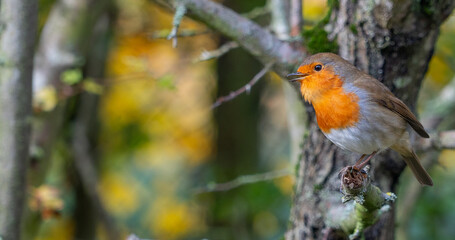 European Robin with stunning red breast singing and perched in hedgerow autumn winter christmas xmas card image