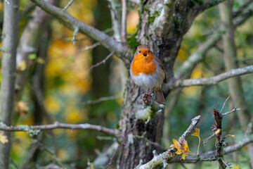 European Robin with stunning red breast singing and perched in hedgerow autumn winter christmas xmas card image