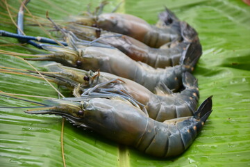 Macrobrachium rosenbergii, also known as the giant river prawn, giant freshwater prawn, Malaysian prawn, freshwater scampi, Golda Chingdi, or cherabin on banana leaf