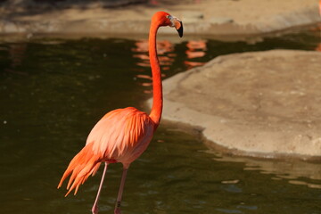 フラミンゴ