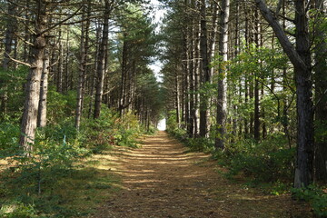 Forest trail, Isle of Amrum, Schleswig-Holstein, Germany