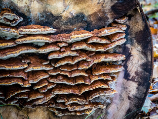 Baumpilz an vermodertem Baumstamm