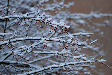 Real natural backround: branches of a tree with berries covered with snow. The winter сoming. Winter season