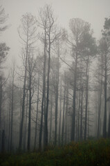 Fototapeta na wymiar fog in the woods pine