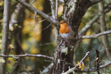 European Robin with stunning red breast singing and perched in hedgerow autumn winter christmas xmas card image