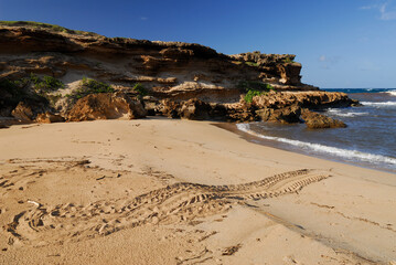 Green Sea Turtle egg nest and tracks on Moomomi beach Molokai