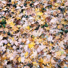 autumn leaves background