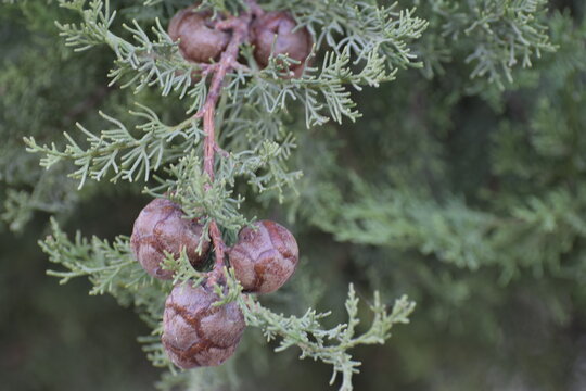 Close Up Of Pine Needles