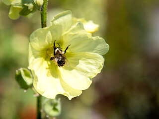 Abeille dans hibiscus