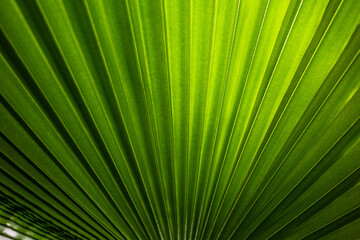 Close up view of a green wide palm leaf.