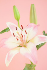 Fototapeta premium ユリ