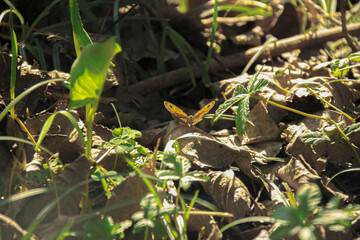 Butterfly on a dry leaf in dense undergrowth of leaves and grass in an autumn scenary