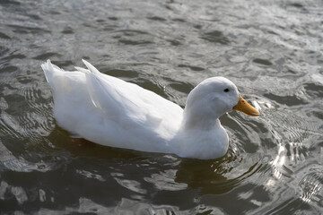 Large White Aylesbury American Heavy Pekin Peking Duck low level water side view