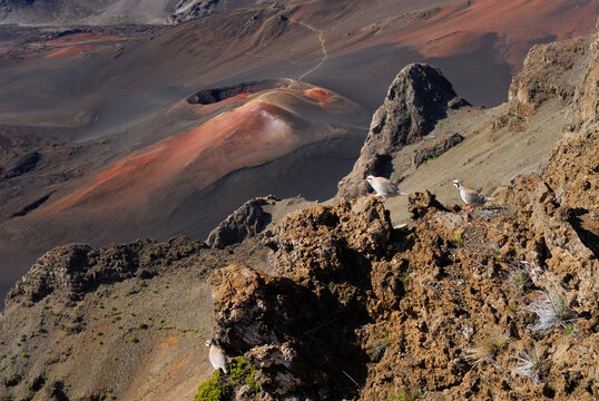 Chukar partridges at the top of Haleakala crater