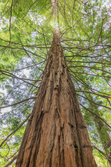 Fototapeta premium European big redwood forest in autumn