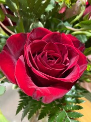 A Single Rose in Bloom