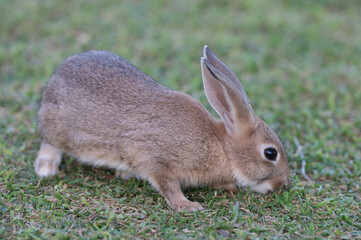 Conejo en jardín con césped.