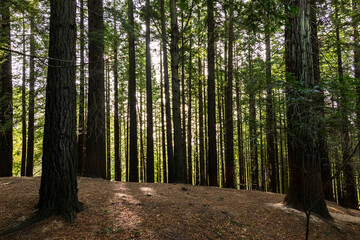 European big redwood forest in autumn