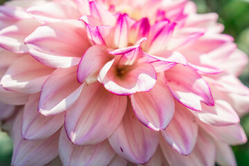 Fototapeta premium Pink petals of a Dahlia flower close-up. Autumn flower