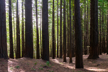 Fototapeta premium European big redwood forest in autumn