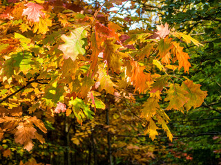 Herbstlich gefärbtes Eichenlaub am Baum