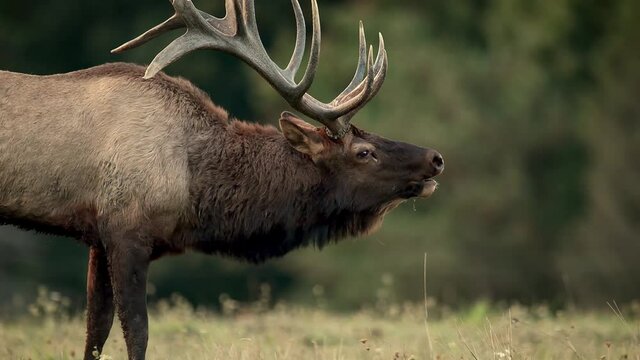 Bull Elk Bugle Video Clip in 4k