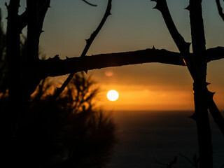 amazing sunset of the Amalfi coast, Italy with dry branches and thorns, vegetation with silhouette in the foreground