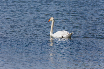 Fototapeta premium Swan in spring in Aiguamolls De L'Emporda Nature Reserve, Spain