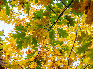 Herbstlich gefärbtes Eichenlaub am Baum